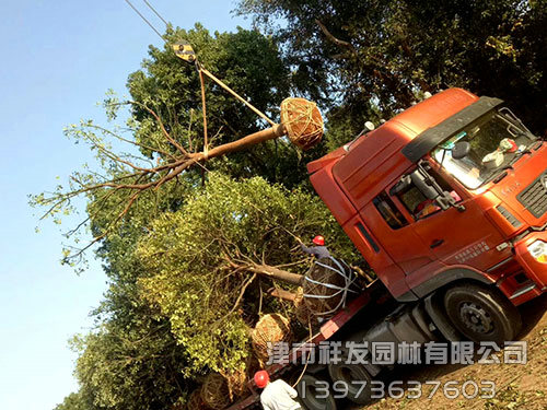 20公分香樟，多桿香樟發(fā)車-(1)